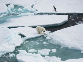A polar bear amid the ice floes. Polar bears often lie at the edge of a floe, conserving energy and perhaps hoping a seal might pop out of the open water.