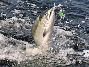 Chinook salmon fisheries will be severely curtailed in 2019.