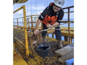 In this Friday, April 12, 2019, photo, a dog is taken care by an oil rig crew after being rescued in the Gulf of Thailand. The dog found swimming more than 220 kilometers (135 miles) from shore by an oil rig crew in the Gulf of Thailand was returned safely to land. Vitisak Payalaw, stationed on the rig belonging to Chevron Thailand Exploration and Production, said on his Facebook page the dog was glimpsed Friday swimming towards the platform, where it got a grip on a pole at sea level.