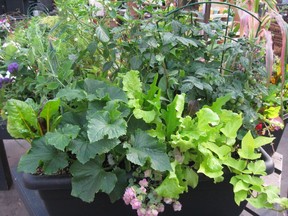 A container growing lettuce, cucumber, swiss chard and a trellis supporting a tomato plant.