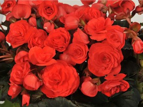 Depending on the variety, begonias will tolerate heavy, dry shade or full on, blazing hot sun where insects and disease cause minimal problems.