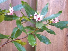 Daphnes are neatly shaped, dwarf flowering evergreen shrubs.