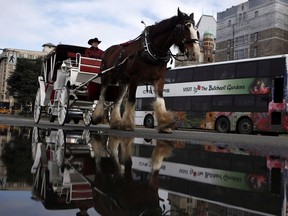 A horse-drawn carriage is seen in Victoria in 2016. Victoria city councillors deferred further action on city regulations governing horse-drawn carriage tours as part of proposed wholesale changes to its animal control bylaw.