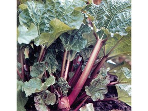 prv033104scan01     -     A popular variety of rhubarb with gardeners is the "Timperley Early", from -- Matthew Biggs' Complete Book of Vegetables -- [PNG Merlin Archive]
