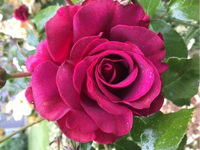 Our Anniversary rose is a perfumed, low-growing red hybrid tea.