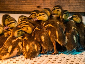 VANCOUVER, BC - MAY 9, 2019 - Janelle Stephenson, Wildlife Hospital Mgr, over-seeing the care of ducklings at Wildlife Rescue Association of BC in Burnaby, BC, May 9, 2019. (Arlen Redekop / PNG staff photo) (story by reporter) [PNG Merlin Archive]