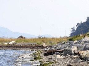 A file photo of Boundary Bay, B.C. A pair of grey whales are stranded on the beach while DFO and the Vancouver Aquarium try to rescue them.