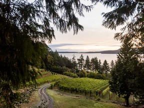 A country road meanders past Sea Star Vineyards on Pender Island, B.C.
