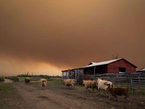 Cattle run on a ranch as the Shovel Lake wildfire burns in the distance sending a massive cloud of smoke into the air near Fort St. James, B.C. on Friday August 17, 2018.