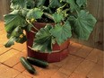 Small space? No problem. Select cucumber varieties are suitable for growing in large containers.