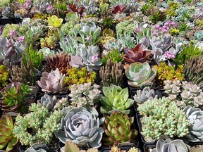 Succulents provide a kaleidoscope of colours, textures and shapes.