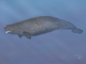 An artist's illustration of the Narwhal-Beluga hybrid whale.