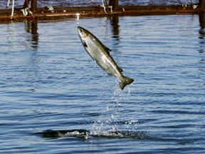 An Atlantic salmon leaps while swimming inside a farm pen.