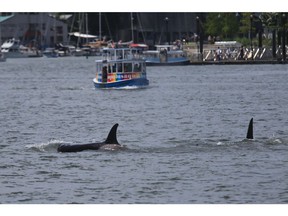 Four orcas spent part of Wednesday afternoon in False Creek in Vancouver on June 12, 2019. [PNG Merlin Archive]