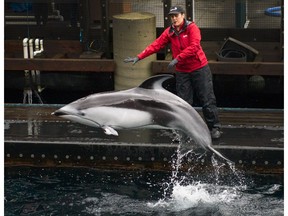 Helen, a Pacific white-sided dolphin, performs at Vancouver Aquarium in 2018.
