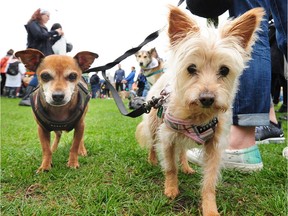 Two dogs in action at the Paws for a Cause Walk at David Lam Park in Vancouver, BC., September 9, 2018.