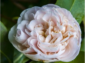 VANCOUVER, BC: JANUARY 19, 2015 -- Japanese camellia bloom at the VanDusen Botanical Garden in Vancouver, B.C. Monday January 19, 2015.  (Ric Ernst / PNG)  (Story by city)  TRAX #: 00034216A [PNG Merlin Archive]