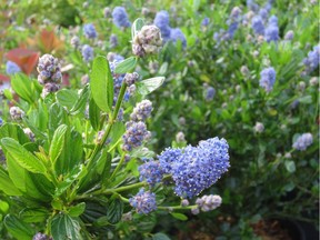 Deer are not particularly fond of California lilac, or Ceanothus.