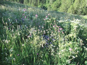 A Swiss meadow filled with wildflowers. Photo: Brian Minter