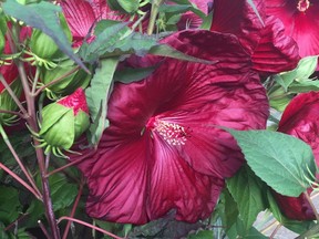 Hibiscus are hardy to zone 4 and add a wow factor to the summer garden.