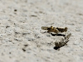 Grasshoppers rest near a light at a construction site on July 26 in Las Vegas. Massive swarms of grasshoppers have descended on the Las Vegas Strip this week, startling tourists and residents as they pass through town on their northbound migration. Videos posted on social media show swarms of the bugs, called pallid-winged grasshoppers, converging on the bright neon lights of the Strip and sidewalks covered with the insects.