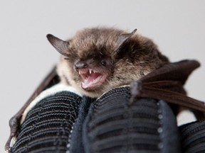 Bats are common in B.C. and so too is the bat-variant of rabies.