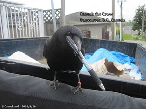 Canuck the crow, seen here holding a pen, once picked up a knife at a crime scene in Vancouver.