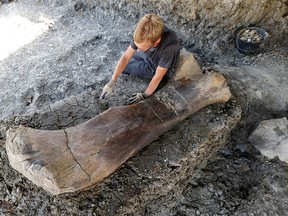 A man inspects the femur of a Sauropod after it was discovered earlier in the week during excavations at the paleontological site of Angeac-Charente, France, July 25, 2019.
