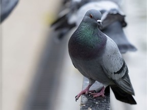 Pigeons can be a nuisance, and their dropping can compromise structures.