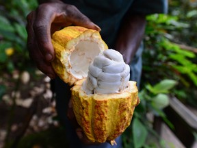 Cacao pods contain beans – the foundation of chocolate – and sticky white pulp, which Nestlé is using as a sweetener.
