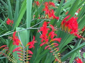 Crocosmia is a wonderful perennial with a tropical look and makes a great cut flower, too.