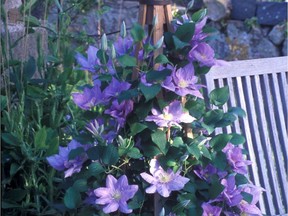 Vancouver, May 9, 2005 - Clematis in pots (patio clematis from Raymond Evison).  (Photo:  Undated handout) [PNG Merlin Archive]