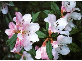 The main reason for dead-heading rhododenrons is esthetic.