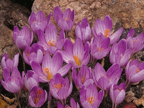 SEPTEMBER 12, 2007, LIFESTYLES STEVE WHYSALL, Colchicums. (PHOTO: Handout) [PNG Merlin Archive]