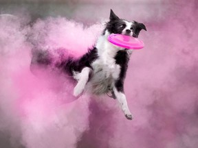 The SuperDogs at the Fair at the PNE.