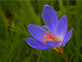 Autumn blooming crocuses provide surprising colour in late summer gardens.