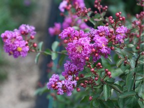 Crape myrtle Infiniti ‘Purple’ is one variety that is expanding the range of crape myrtles. Photo: Minter Country Garden