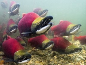 Sockeye salmon spawning in B.C. waters.