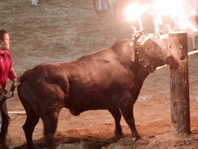 A bull has torches attached to it's horns lit on fire at a "fire bull" festival in La Vall d'Uixo Spain.