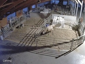 This is a photo from surveillance video at Eagle Acres Dairy in Langley. Mounties are investigating after trespassers allegedly killed and stole a newborn calf (pictured on the left.)