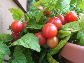 VICTORIA ó 'Sweet and Neat' patio tomatoes rest on the side of their container. The plant usually remains compact, but lack of sun in early summer could cause it to grow taller. (Helen Chesnut/Handout) FOR POSTMEDIA NEWS HOMES PACKAGE, SEPT. 20, 2011