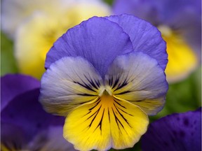 Pansy Cool Wave Morpho. Photo credit: Pan American Seed Company. For 0901 col minter [PNG Merlin Archive]