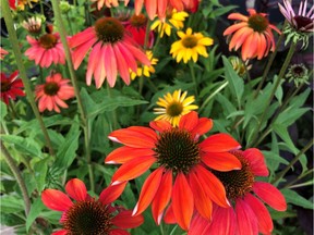 Colourful 'Cheyenne Spirit' Echinacea combines beautifully with grasses for a stunning fall display.