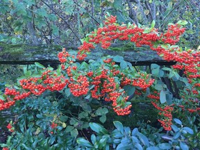 Pyracantha makes a dramatic landscape feature, especially trailing along a rustic fence. Photo: Minter Country Garden