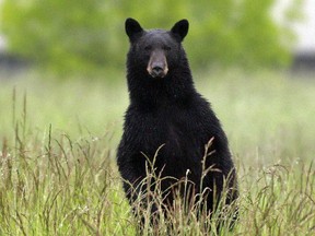 File photo of a black bear.