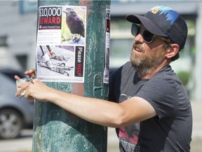 Shawn Bergman puts up reward posters for the missing Canuck the crow, on E Hastings St .