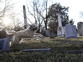 Buster, a labradoodle, takes a romp through Congressional Cemetery on Feb. 16, 2017, in Washington, D.C.