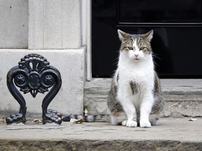 Larry, the Downing Street cat, sits outside the front door of 10 Downing Street, the official residence of Britain's Prime Minister, in London on September 2, 2019.