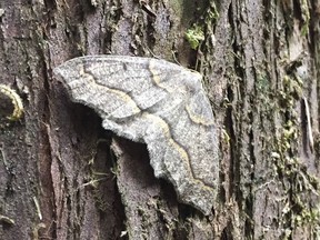A hemlock looper moth rests on a tree in Lynn Valley, North Vancouver.
