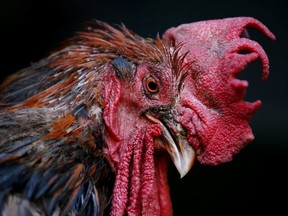 Australian experts are warning that seemingly harmless animals like chickens, cats and dogs can be fatal to the elderly.
